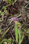 Annual blue-eyed grass